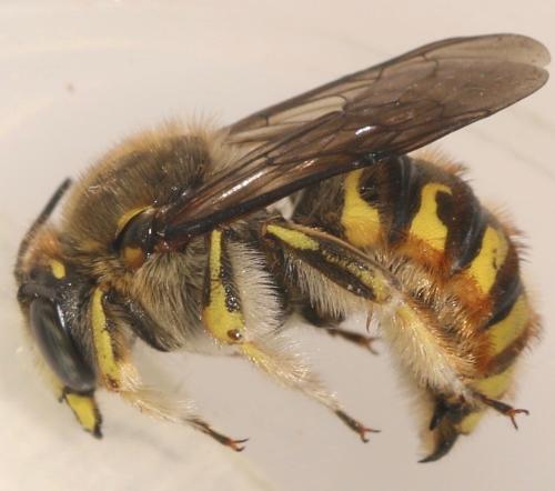 Anthidium manicatum